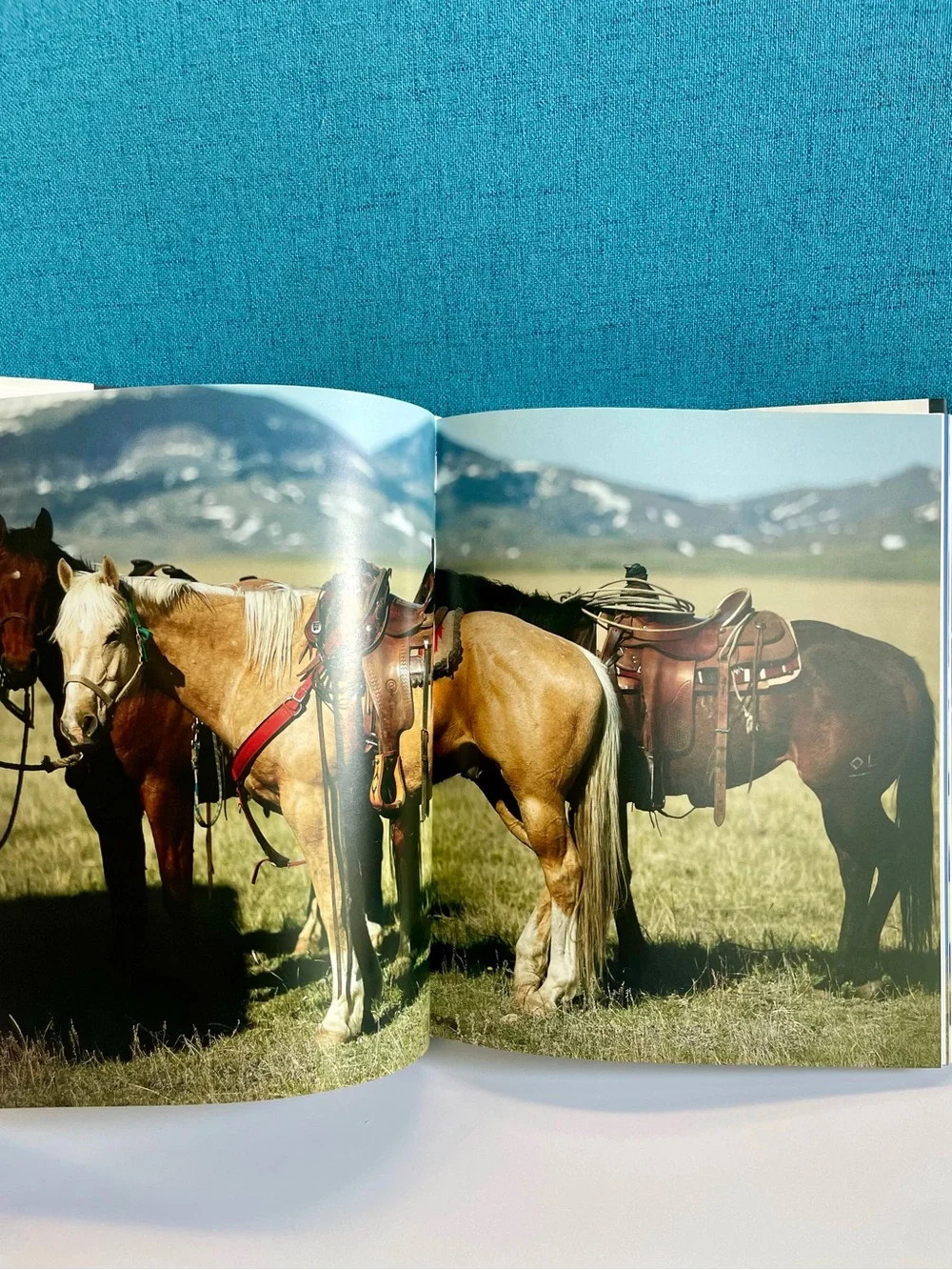 Enchanting Horses by Jennifer Anderson Hardcover book
